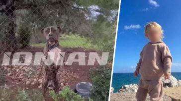 Επιτροπή θα αποφασίσει εάν θα θανατωθεί το πίτμπουλ στη Ζάκυνθο