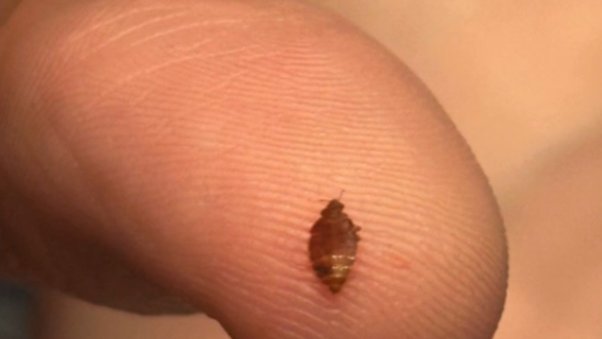 Επέλαση κοριών στο Παρίσι – Κλείνουν οι κινηματογράφοι