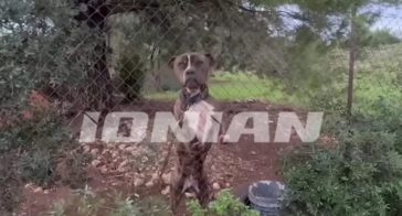 Ανοιχτό το ενδεχόμενο να θανατωθεί το πίτμπουλ που κατασπάραξε το δίχρονο αγοράκι