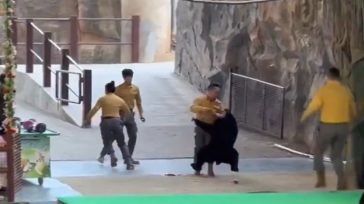 Bίντεο σοκ: Αρκούδα στην Κίνα επιτίθεται σε εκπαιδευτή εν ώρα παράστασης