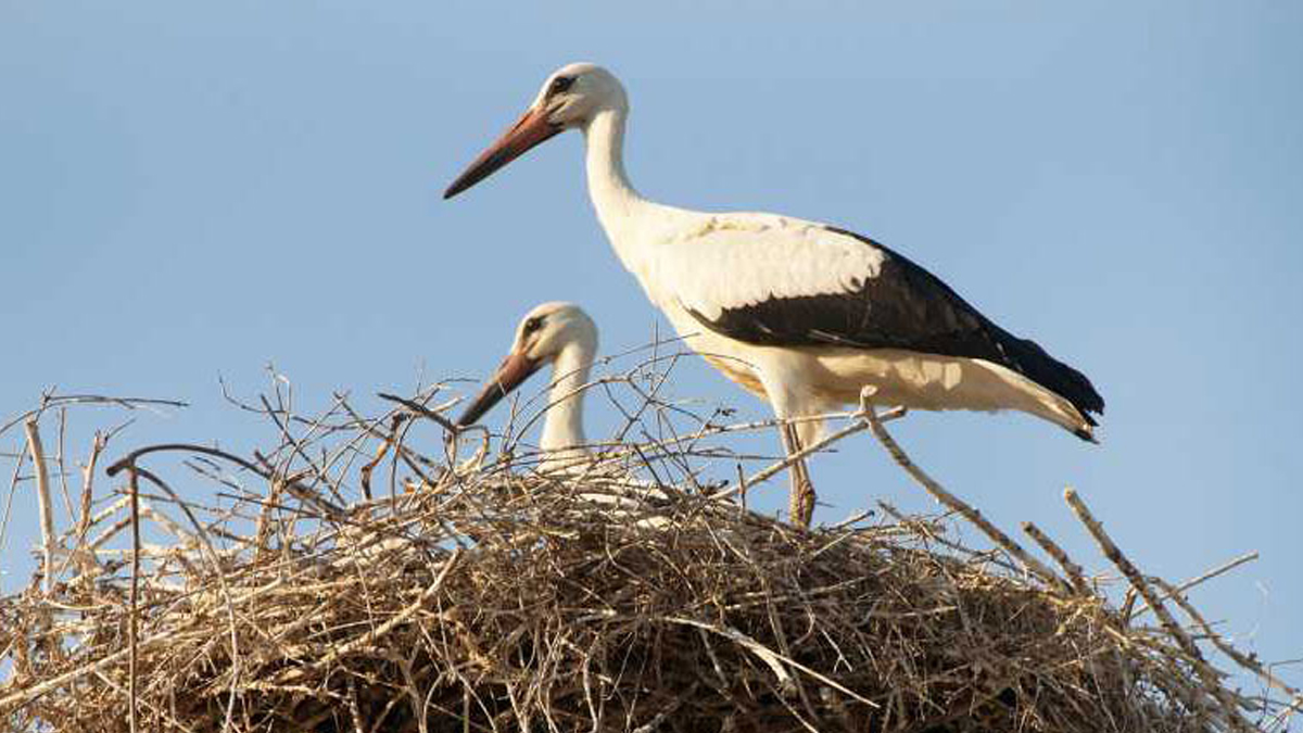 Ισπανία: 400 πελαργοί βρέθηκαν νεκροί – Συναγερμός για τη γρίπη των πτηνών