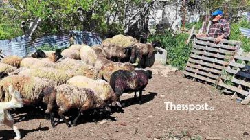 «Τα πρόβατα ήταν οικογένειά μου»