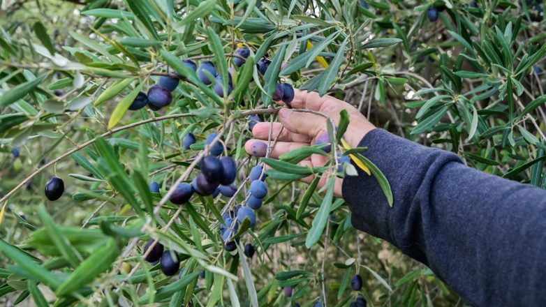 Σοκ στην Εύβοια: 72χρονος έφυγε από τη ζωή ενώ μάζευε ελιές Σοκ στην Εύβοια: 72χρονος έφυγε από τη ζωή ενώ μάζευε ελιές
