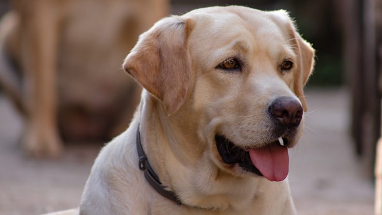 Την τραυμάτισε, σκότωσε το σκυλί της και εγκατέλειψε το σημείο Την τραυμάτισε, σκότωσε το σκυλί της και εγκατέλειψε το σημείο