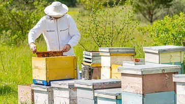 ΟΠΕΚΕΠΕ: Καταβλήθηκαν 28,78 εκατ. ευρώ σε δικαιούχους βιολογικής κτηνοτροφίας και μελισσοκομίας