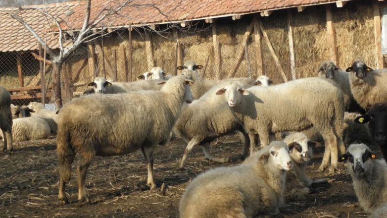 Επιπλέον 21 εκατ. ευρώ σε αιγοπροβατοτρόφους για ζωοτροφές λόγω ευλογιάς Επιπλέον 21 εκατ. ευρώ σε αιγοπροβατοτρόφους για ζωοτροφές λόγω ευλογιάς