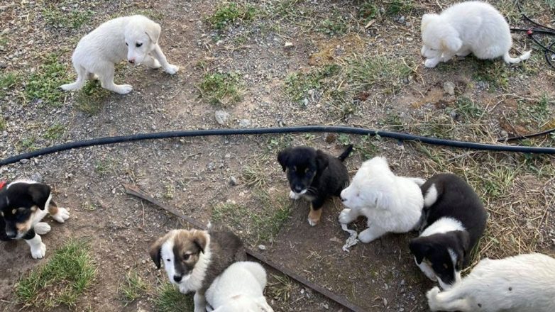 Σοκ στην Πάτρα: Συνελήφθη 89χρονη που σκότωσε δύο κουτάβια μέσα στο οικόπεδό της Σοκ στην Πάτρα: Συνελήφθη 89χρονη που σκότωσε δύο κουτάβια μέσα στο οικόπεδό της