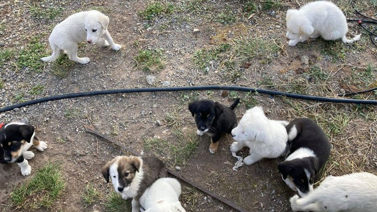 Σοκ στην Πάτρα: Συνελήφθη 89χρονη που σκότωσε δύο κουτάβια μέσα στο οικόπεδό της