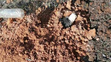 Έδεσε σκύλο με χαρτοταινία και τον έθαψε ζωντανό