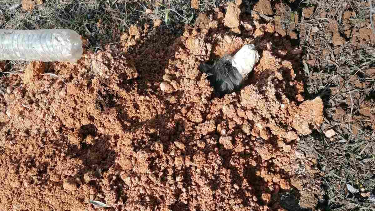 Έδεσε σκύλο με χαρτοταινία και τον έθαψε ζωντανό