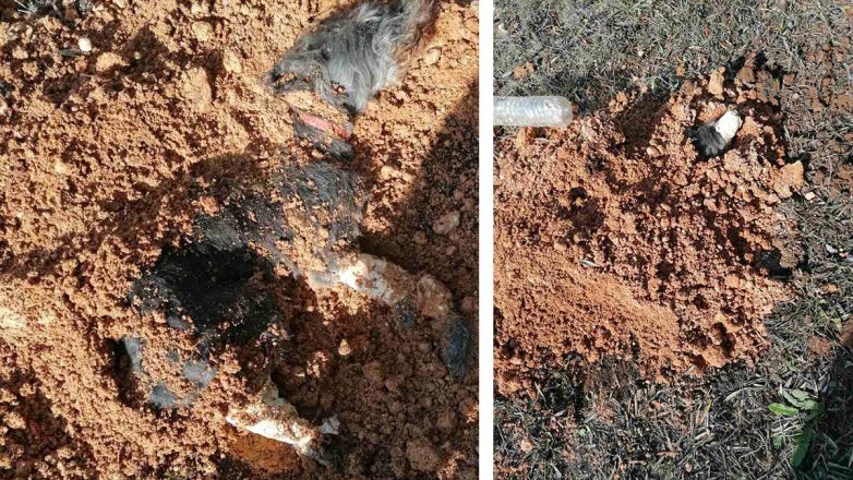 Σε καταφύγιο για φιλοξενία το σκυλί που είχε θάψει ζωντανό 90χρονος Σε καταφύγιο για φιλοξενία το σκυλί που είχε θάψει ζωντανό 90χρονος