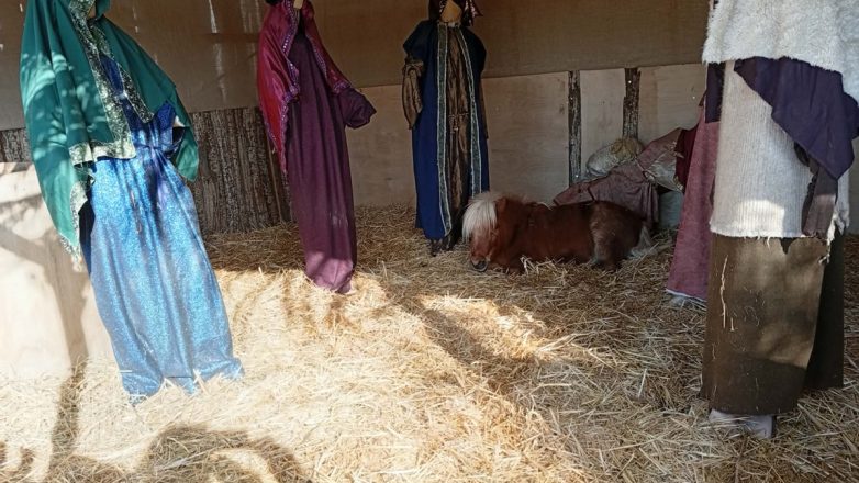 Αντιδράσεις για το ζωντανό πόνυ στη φάτνη του Βόλου – Μπέος: Ζουν στον κόσμο τους Αντιδράσεις για το ζωντανό πόνυ στη φάτνη του Βόλου – Μπέος: Ζουν στον κόσμο τους