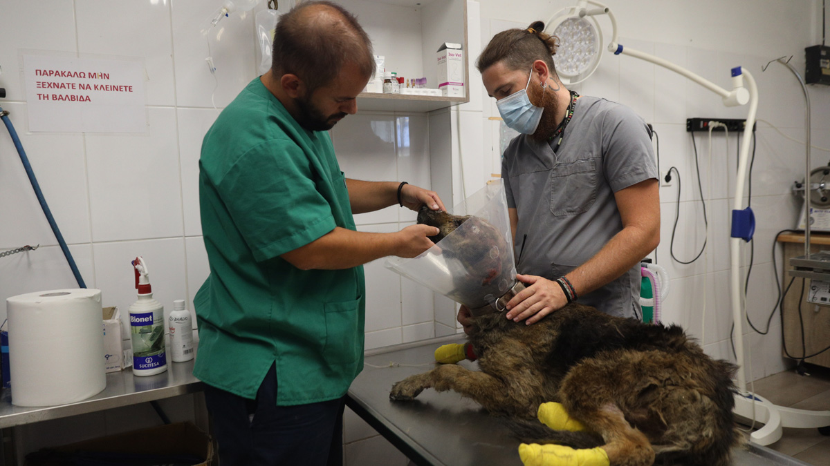 Πανελλήνιος Κτηνιατρικός Σύλλογος: Να μειωθεί ο ΦΠΑ στα κτηνιατρεία