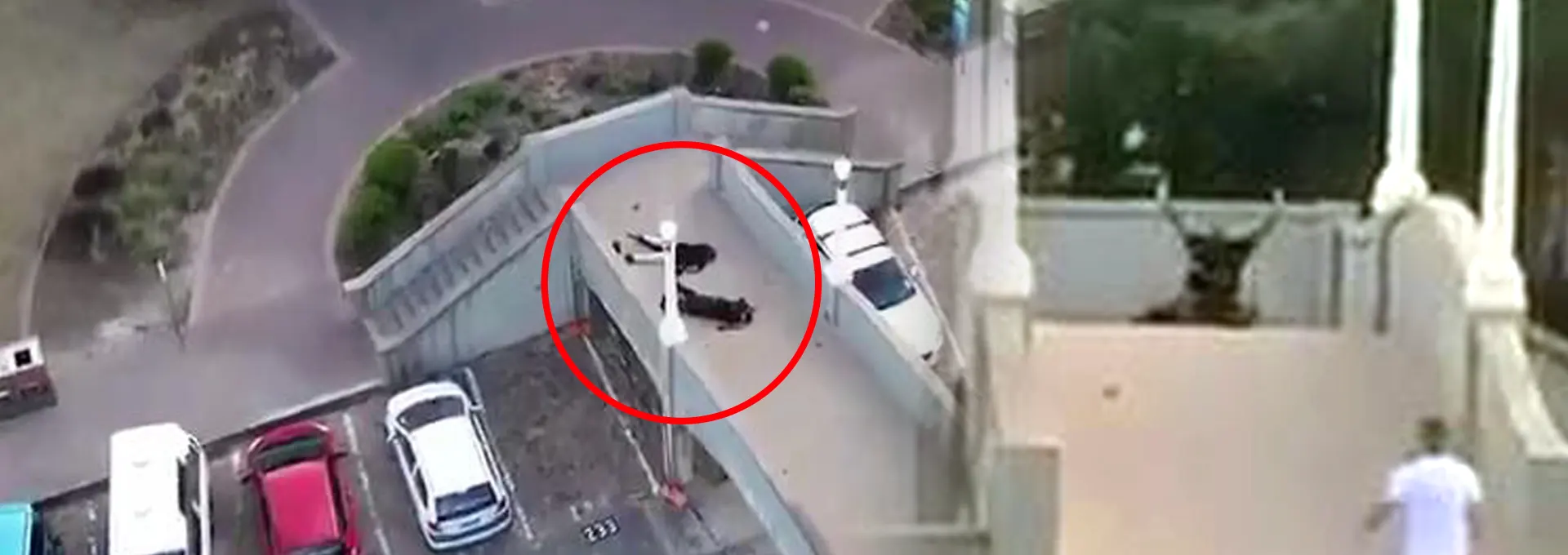 Βίντεο με την εξουδετέρωση των δραστών στο Σίδνεϋ