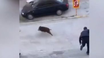 Βίντεο με αστυνομικούς να κυνηγούν αγριογούρουνο στον Εύοσμο