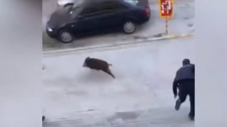 Βίντεο με αστυνομικούς να κυνηγούν αγριογούρουνο στον Εύοσμο