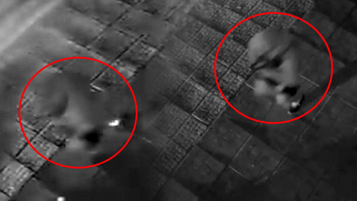 Η στιγμή της σύλληψης του γιου του βουλευτή Κατρίνη στο Χαλάνδρι