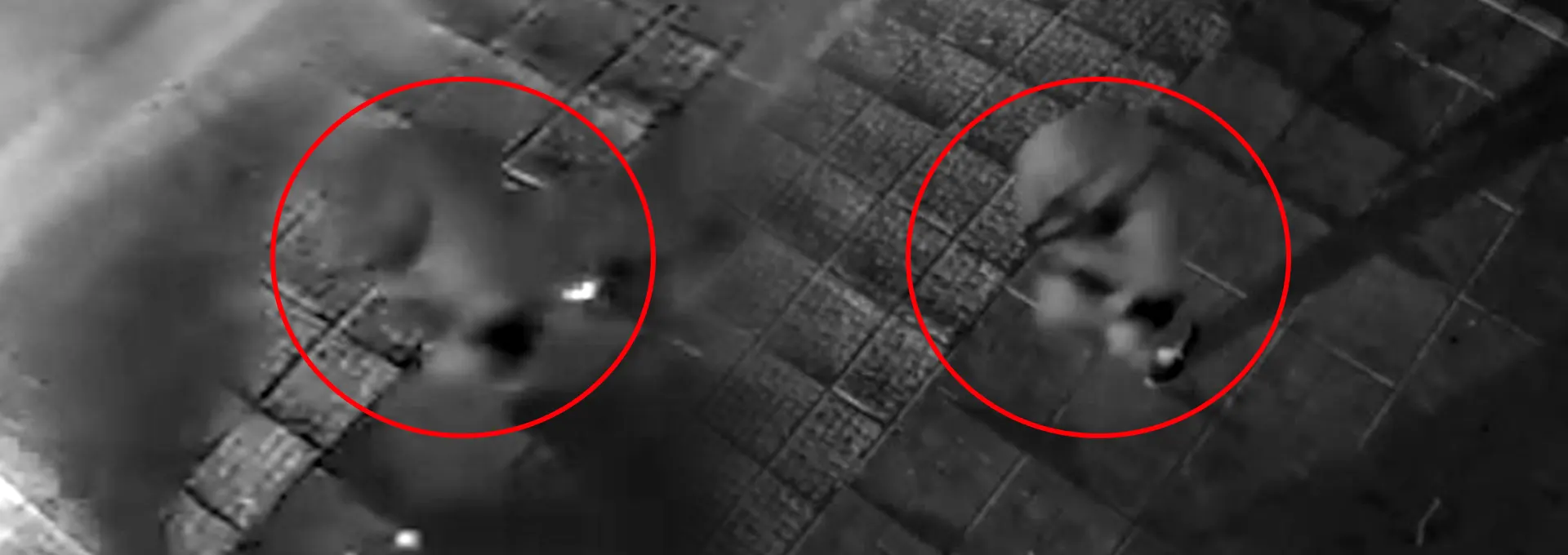 Η στιγμή της σύλληψης του γιου του βουλευτή Κατρίνη στο Χαλάνδρι