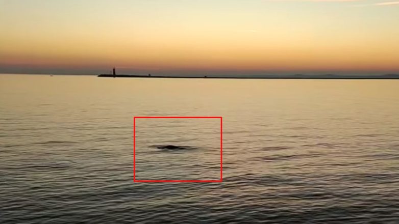 Βενετία: Μετά το δελφίνι, έκανε την εμφάνισή της και φώκια Βενετία: Μετά το δελφίνι, έκανε την εμφάνισή της και φώκια