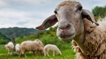 ΥΠΑΑΤ: Νέα ενίσχυση 26 εκατ. ευρώ για αποζημιώσεις κτηνοτρόφων λόγω ευλογιάς