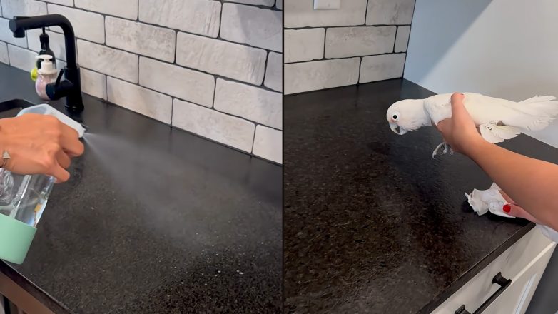 Παπαγάλος μιμείται έναν ψεκαστήρα Παπαγάλος μιμείται έναν ψεκαστήρα