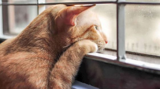 Τα αγαπημένα σημεία της γάτας στο σπίτι – Τι τα κάνει τόσο ξεχωριστά