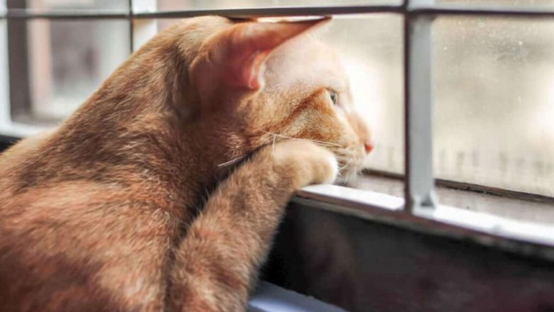 Τα αγαπημένα σημεία της γάτας στο σπίτι – Τι τα κάνει τόσο ξεχωριστά Τα αγαπημένα σημεία της γάτας στο σπίτι – Τι τα κάνει τόσο ξεχωριστά