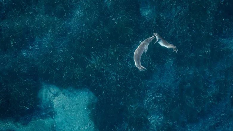 Ελληνική τραγωδία: οι σπάνιες φώκιες κρύβονται σε σπηλιές για να ξεφύγουν από τους τουρίστες Ελληνική τραγωδία: οι σπάνιες φώκιες κρύβονται σε σπηλιές για να ξεφύγουν από τους τουρίστες