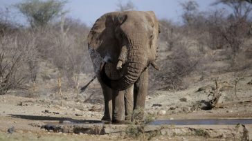Σρι Λάνκα: Τρεις άνδρες έκαψαν ζωντανό έναν ελέφαντα