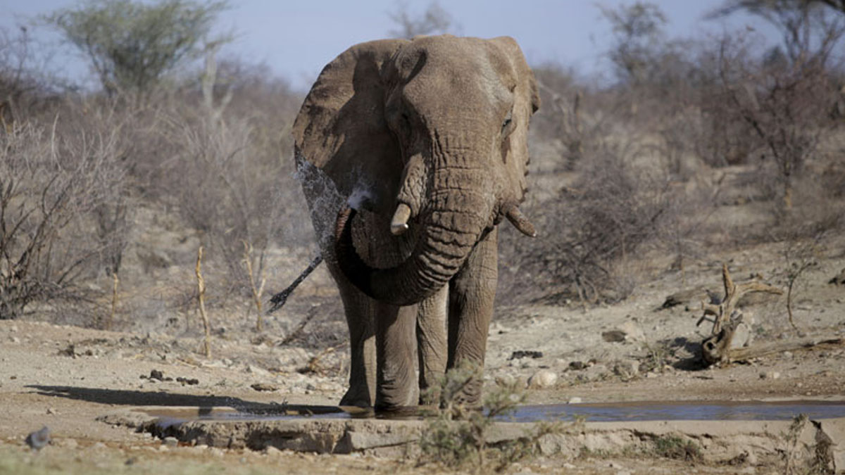 Σρι Λάνκα: Τρεις άνδρες έκαψαν ζωντανό έναν ελέφαντα