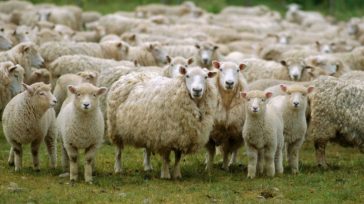 Αναστέλλονται τα μέτρα αναγκαστικής εκτέλεσης για κτηνοτρόφους που πλήττονται από την ευλογιά των αιγοπροβάτων