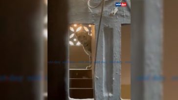 Ινδία: Λεοπάρδαλη ψάχνοντας τροφή μπήκε σε αστυνομικό τμήμα