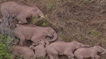 Ινδία: Επτά ελέφαντες σκοτώθηκαν σε σύγκρουση με τρένο