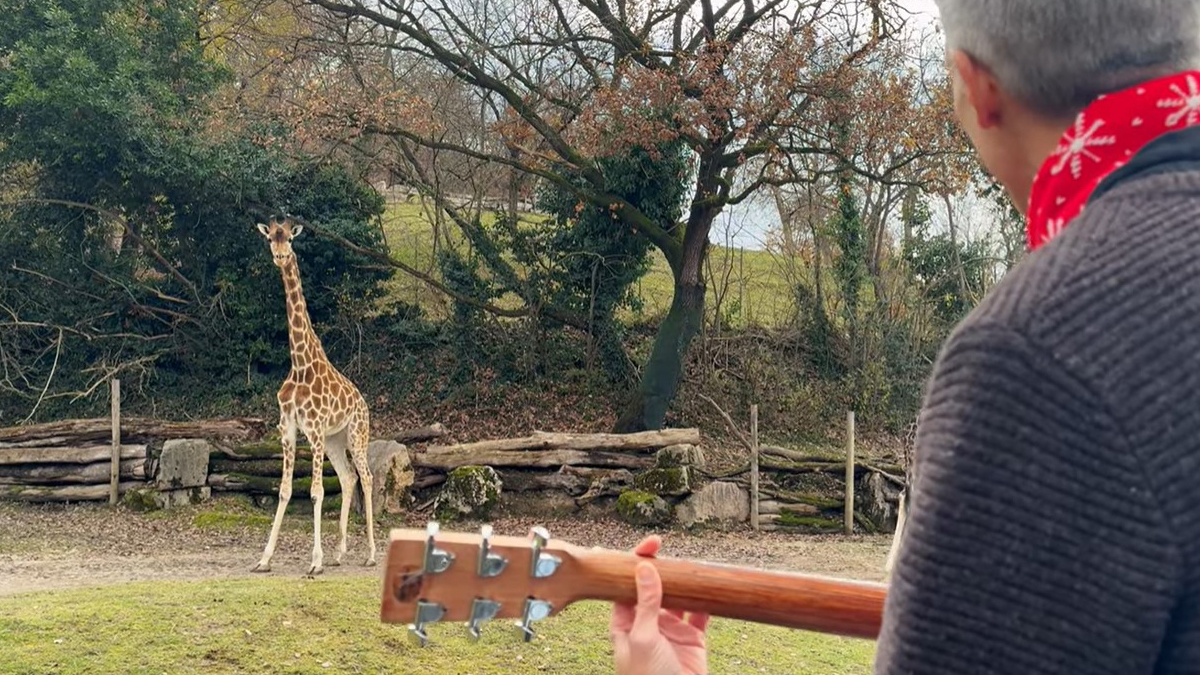 Τορίνο: Έπαιξαν χριστουγεννιάτικα τραγούδια σε ζώα για να παρατηρήσουν τις αντιδράσεις τους