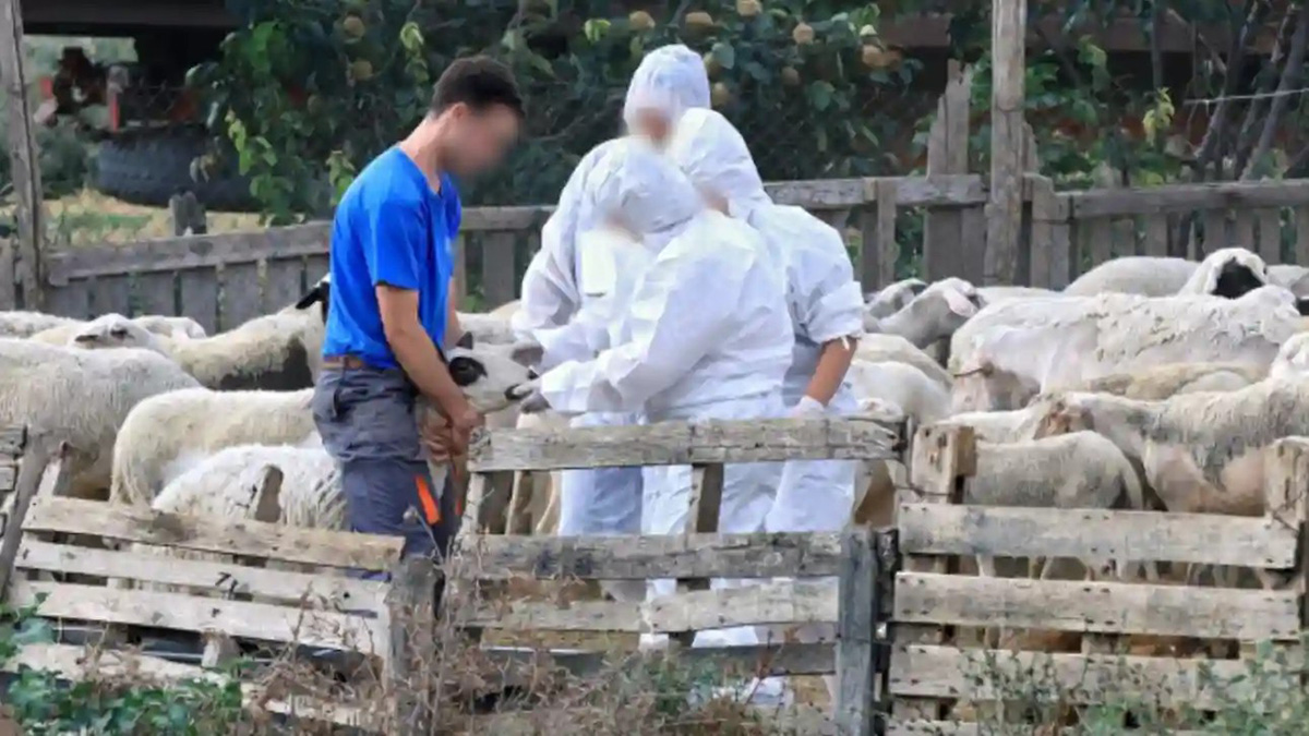 Ευλογιά: Πάνω από 450 χιλιάδες ζώα έχουν θανατωθεί