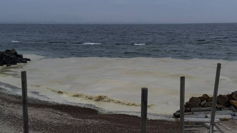 Ουκρανία: Ρύπανση από ηλιέλαιο στη Μαύρη Θάλασσα