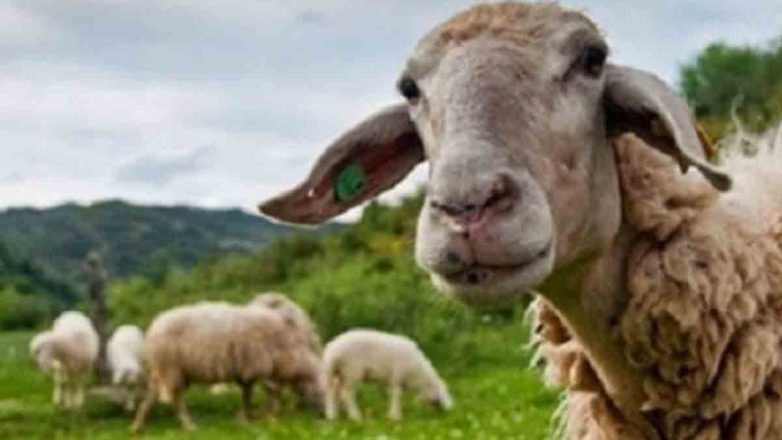 Συνελήφθησαν 4 άνδρες για παράνομη μεταφορά προβάτων