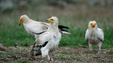 Σουφλί: Τα μικρόπουλα, δείκτης αναγέννησης του δάσους της Δαδιάς