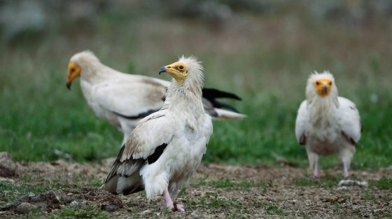 Σουφλί: Τα μικρόπουλα, δείκτης αναγέννησης του δάσους της Δαδιάς