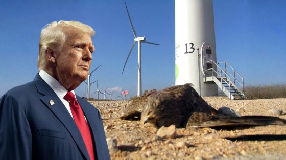 ΗΠΑ: Ο πρόεδρος Τραμπ μπέρδεψε ένα ισραηλινό γεράκι με τον αμερικανικό φαλακρό αετό