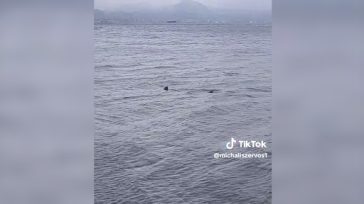 Λουτράκι: Καρχαρίας εμφανίστηκε σε ρηχά νερά κοντά στην παραλία