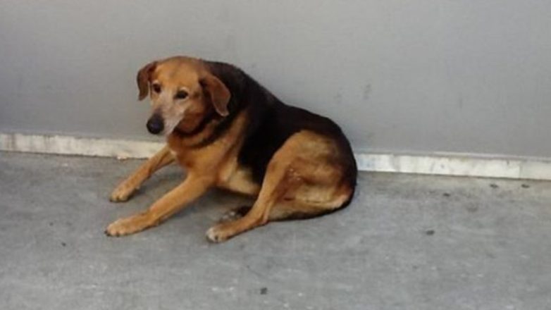 Υπόθεση «Χάτσικο» στη Λαμία – Σκύλος έκλαιγε μέχρι να βρει νεκρό, η αστυνομία τον ηλικιωμένο ιδιοκτήτη του