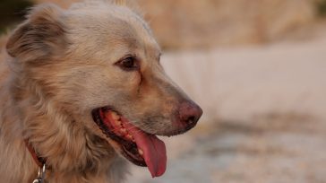 Θεσσαλονίκη: Οδηγούσε και κρατούσε το σκύλο από το λουρί εκτός οχήματος