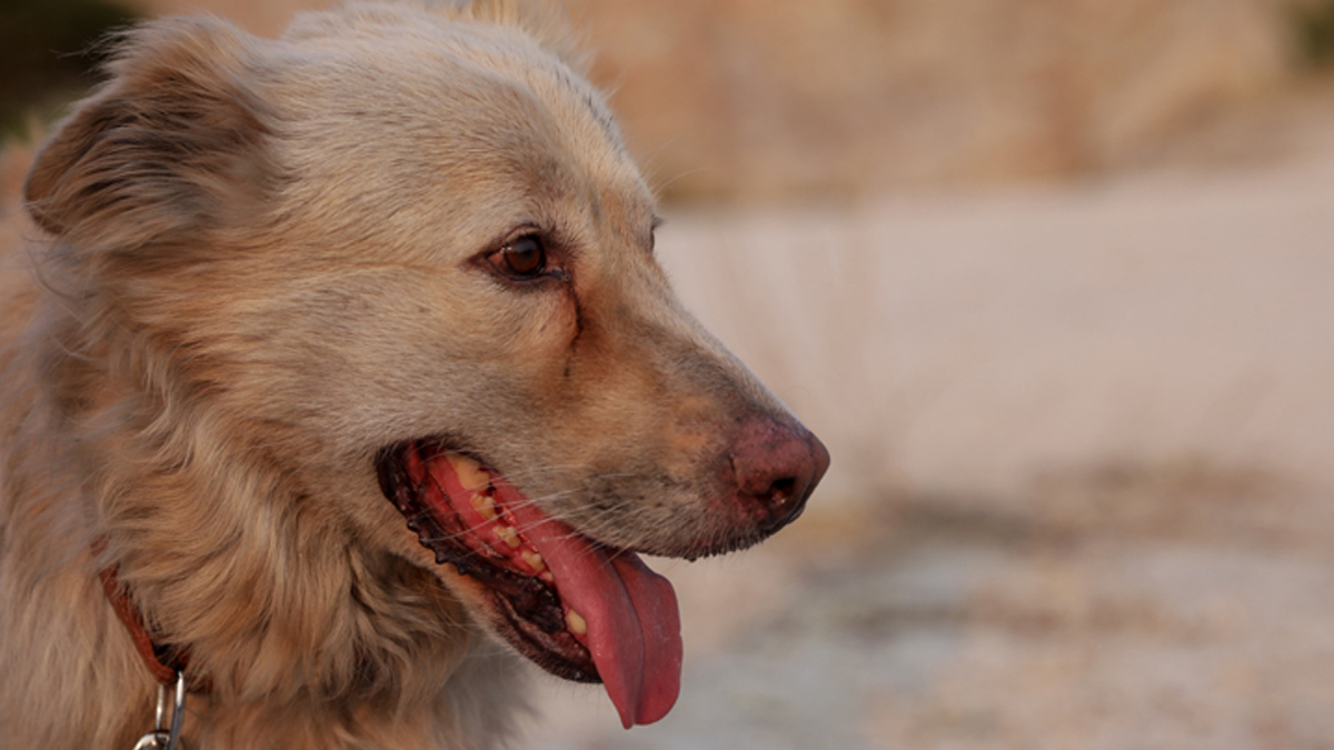 Θεσσαλονίκη: Οδηγούσε και κρατούσε το σκύλο από το λουρί εκτός οχήματος