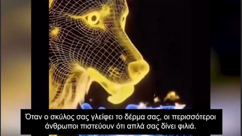 Τι σημαίνει όταν ο σκύλος μας γλείφει ;