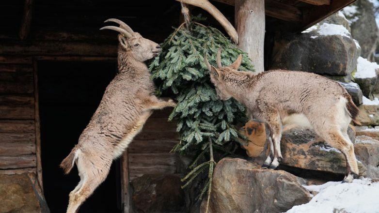 Βερολίνο: Τροφή για τα ζώα στον ζωολογικό κήπο τα απούλητα χριστουγεννιάτικα δέντρα