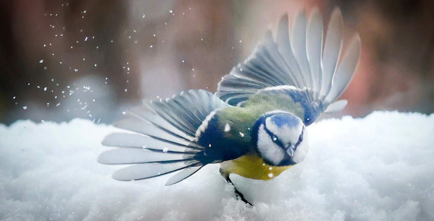 Επιβιώνοντας στον χιονιά