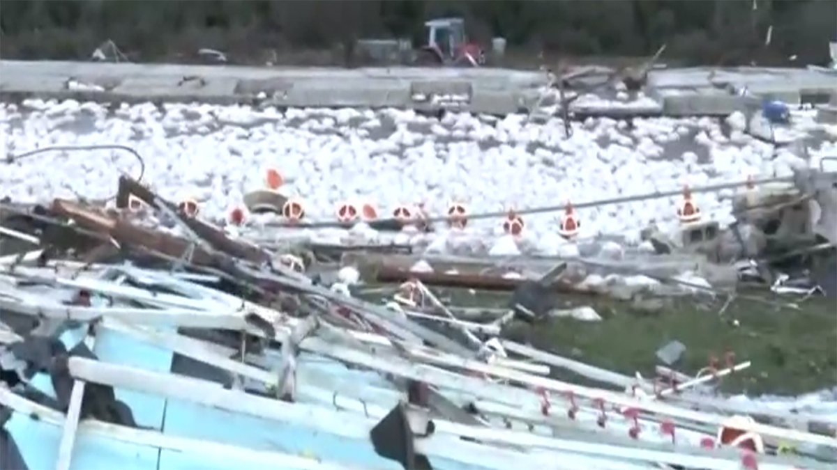 Καλπάκι: Ανεμοστρόβιλος ισοπέδωσε πτηνοτροφική μονάδα – Νεκρά 40 χιλιάδες κοτόπουλα