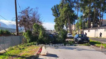 Έπεσε δέντρο πάνω σε αυτοκίνητα στο Νοσοκομείο Λαμίας