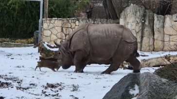 Το μικροσκοπικό ελάφι που «τα έβαλε» με ρινόκερο 1,7 τόνων και έγινε viral